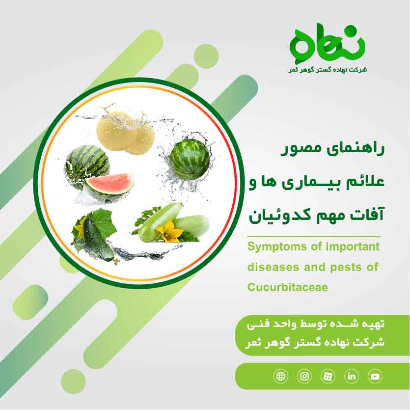 راهنمای مصور علاِئم بیماری ها و آفات مهم کدوئیان